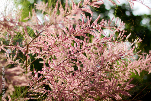 Tamarix Ramosissima pink flowers close up. Leaves are pale green. shrub ornamental