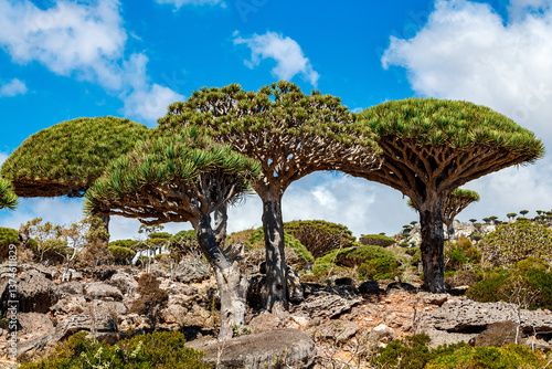Dragon trees at  Socotra Island, Yemen. Dracaena draco at Socotra