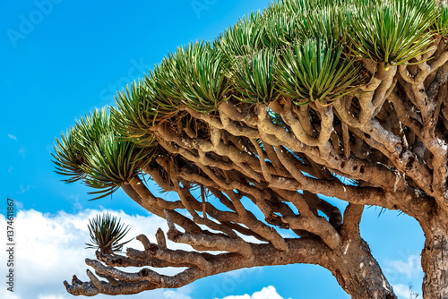 Dragon trees at  Socotra Island, Yemen. Dracaena draco at Socotra