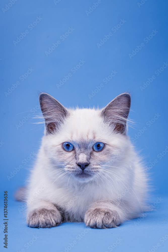 Blue-Eyed Ragdoll Kitten on Blue Background Seating Blue-Eyed Ragdoll Kitten on Blue Background Seating