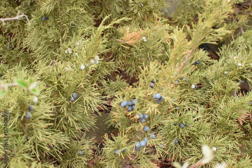 wild berries in the forest