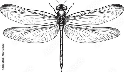 Detailed black and white dragonfly illustration