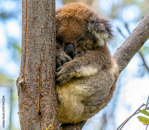 Photography Sleepy koala