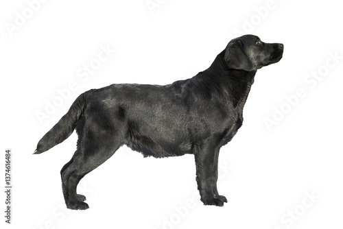Labrador dog isolate on white background