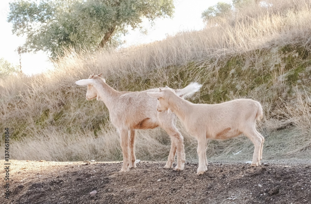 Obraz premium Two young goats standing on dirt mound in dry field