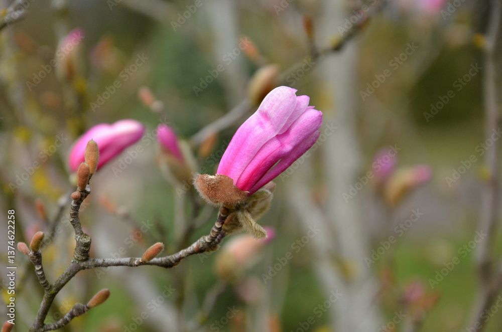 Bright pink magnolia buds in the beginning of blooming season.Closeup photo outdoors. Gardening,growing magnolia tree concept. Bright pink magnolia buds in the beginning of blooming season.Closeup photo outdoors. Gardening,growing magnolia tree concept.