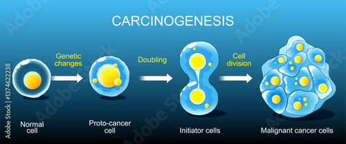 Oncogenesis. Cancer development
