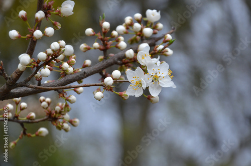 Fotografija Blossoming branch of a plum tree 'Prunus Cerasifera' white flowers and buds against sky background