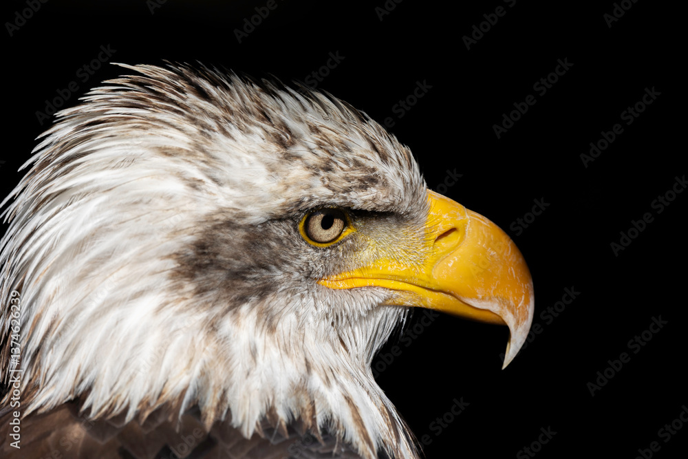 Obraz premium Pygargue à tête blanche