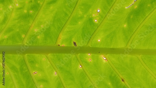 Close up of green leaf texture for background in design.