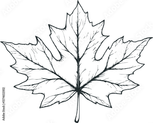 Maple leaf sketch with detailed veins in black and white illustration. Vector illustration