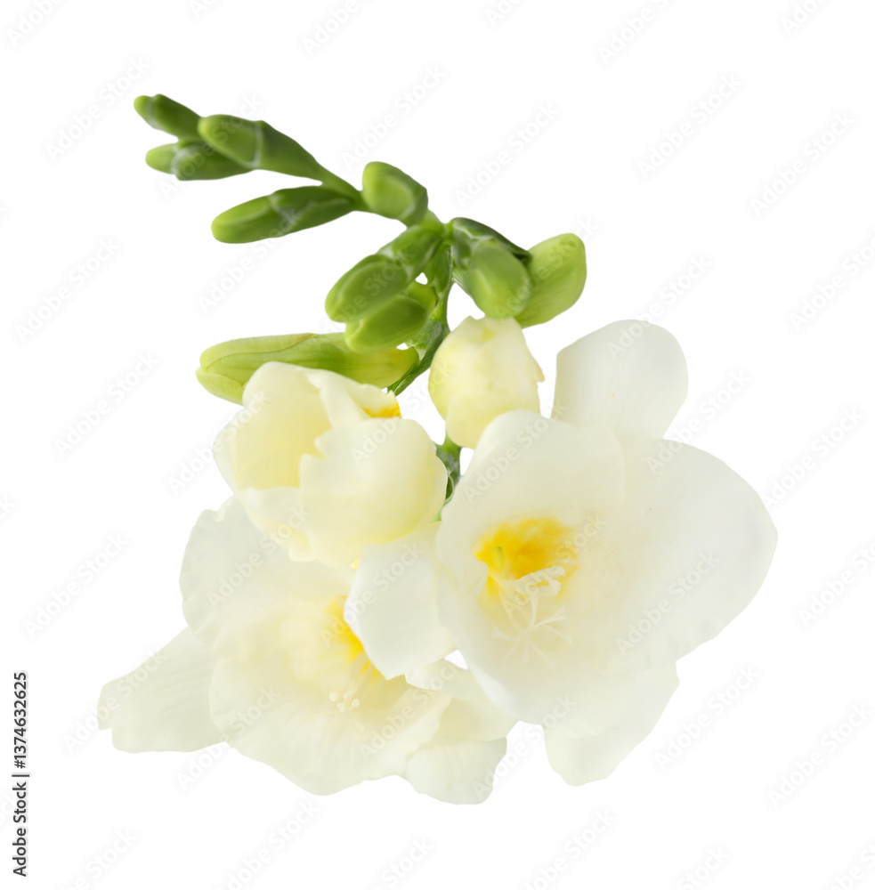 Obraz premium Freesia branch with fragrant flowers on white background