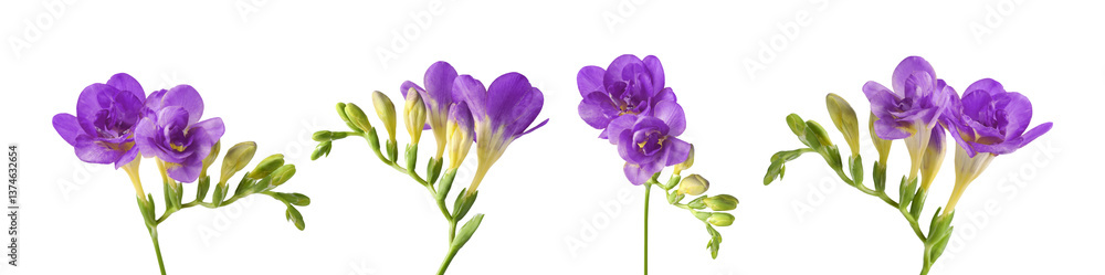 Obraz premium Freesia branches with fragrant purple flowers on white background, set