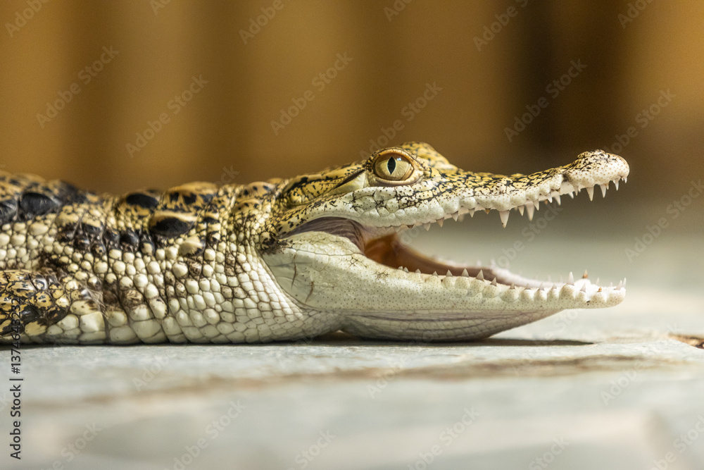 Fototapeta premium Close-up of a crocodile's head, showing its sharp teeth and scaly skin..