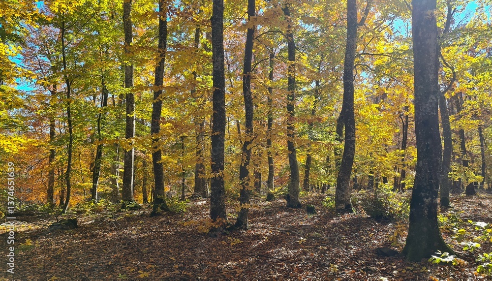 rural areas and landscapes. Autumn season and photos of trees and forests with yellowed leaves. rural areas and landscapes. Autumn season and photos of trees and forests with yellowed leaves.