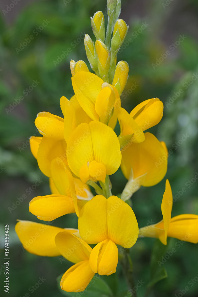 Obraz premium Closeup on a yellow flowering dyer's broom or greenweed , Genista tinctoria
