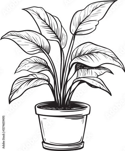 Potted houseplant with large leaves illustration in black and white. Vector illustration