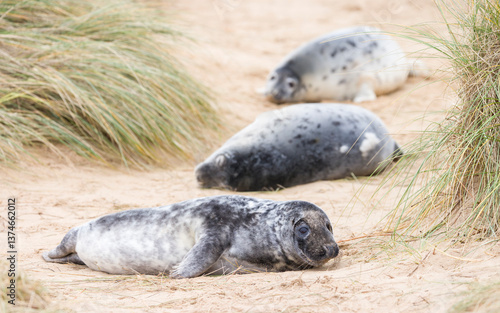 Fototapeta Naklejka Na Ścianę i Meble -  Grey seal pups in sand dunes on beach, Horsey Gap, Norfolk, UK