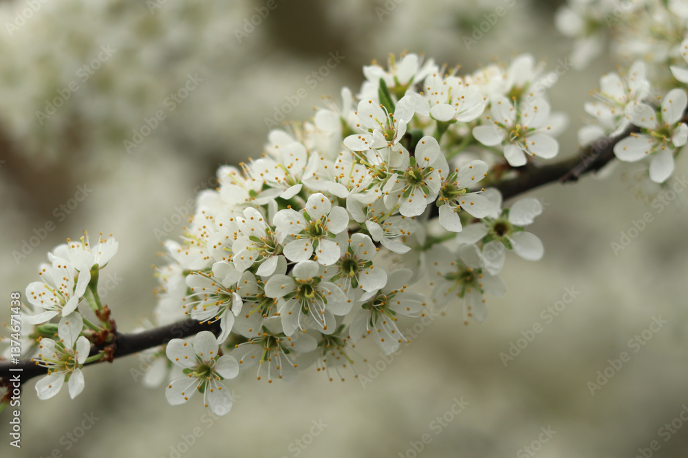 White hawthorn blossom is a raw material for making medicinal tinctures. White hawthorn blossom is a raw material for making medicinal tinctures.