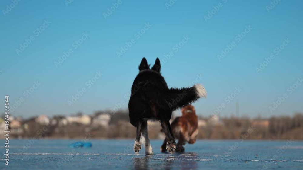 Border Collie playfully whips an octopus toy on icy ground, full of energy and winter excitement. Border Collie playfully whips an octopus toy on icy ground, full of energy and winter excitement.
