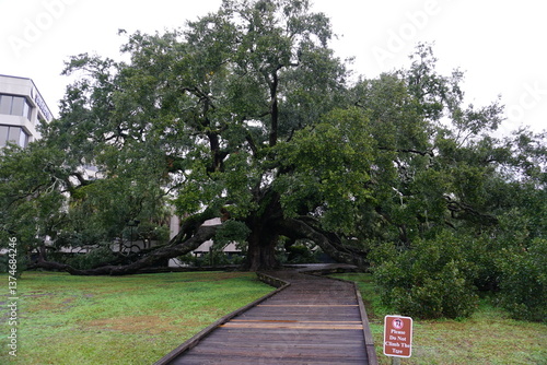 Foto Treaty Oak, a 250-year-old Southern live oak tree, is a landmark attraction at J