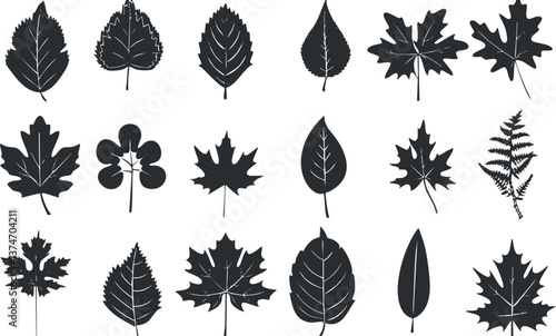 Silhouette illustration of various leaf shapes in black on a white background.