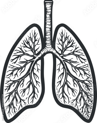 Black and white anatomical illustration of human lungs showing bronchi and alveoli structure.