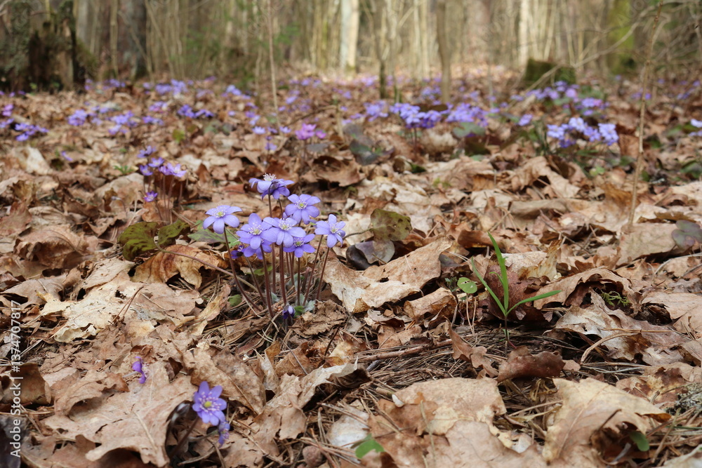 Obraz premium Spring flowers in the forest