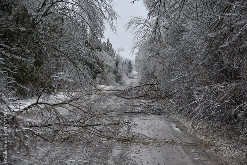 A country road littered with fallen trees damaged from an ice strom