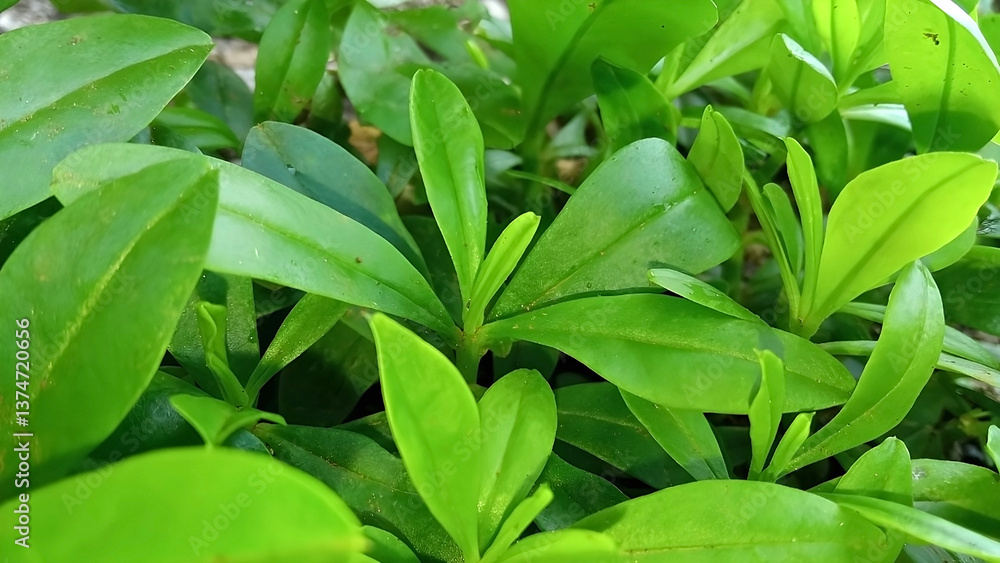 Green ginseng plant for natural vegetables Green ginseng plant for natural vegetables