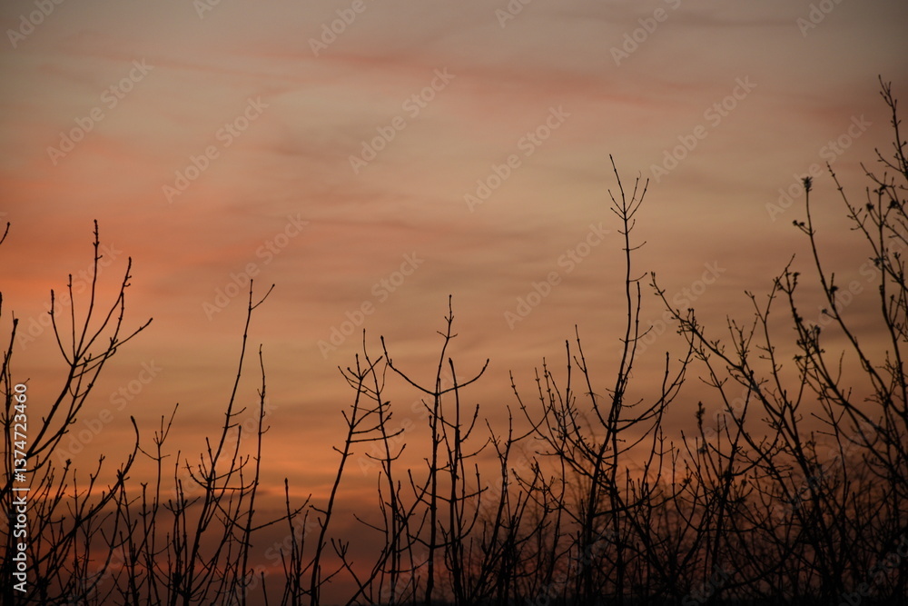 Obraz premium Silhouette of bare branches against a colorful sunset sky, creating a serene and peaceful atmosphere.