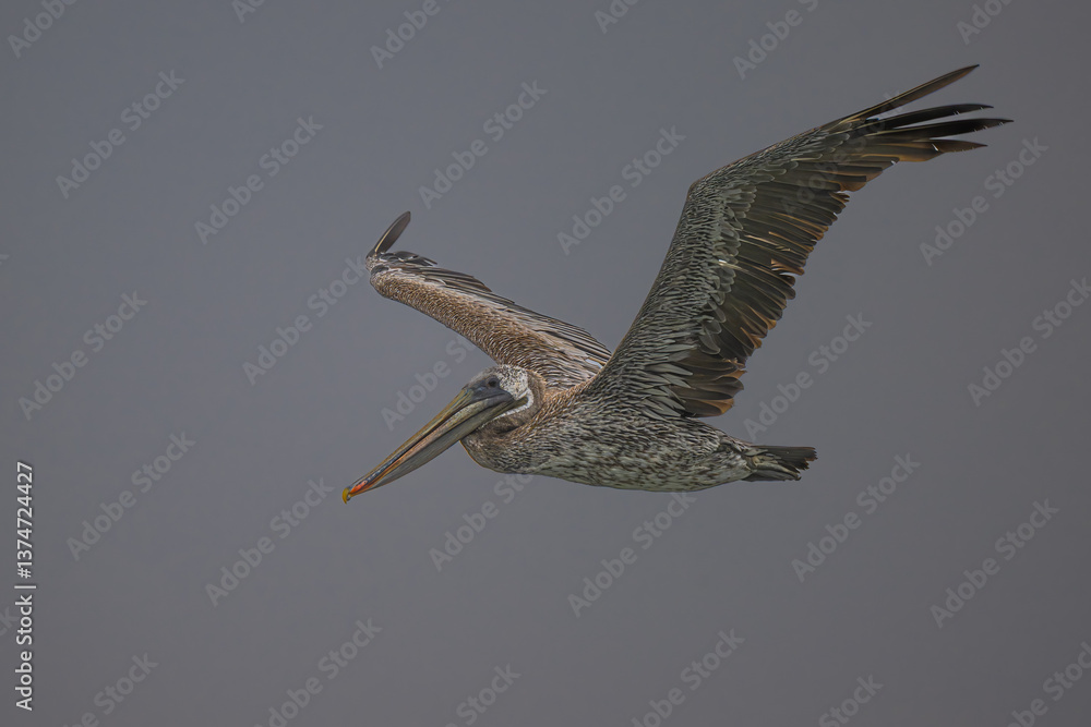 Brown Pelican (Pelecanus occidentalis californicus) in Flight