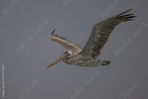 Obraz na płótnie Brown Pelican (Pelecanus occidentalis californicus) in Flight w salonie