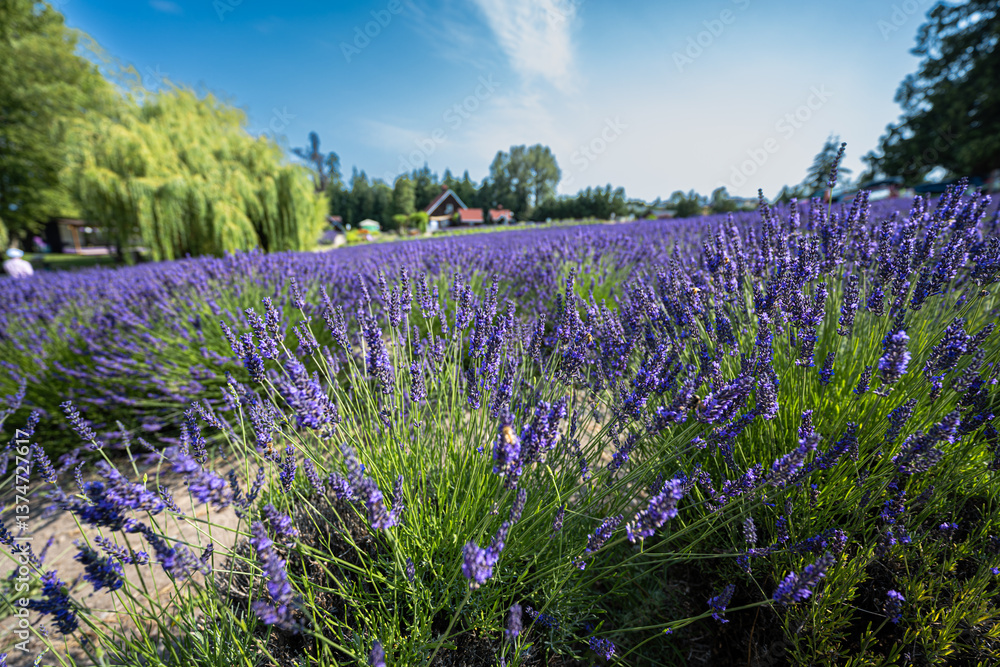 Flowering Lavender on the Olympic Peninsula, WA