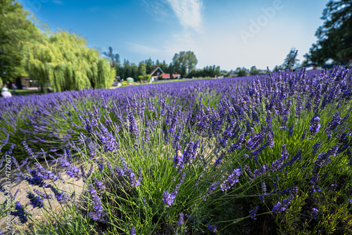 Obraz na płótnie Flowering Lavender on the Olympic Peninsula, WA w salonie