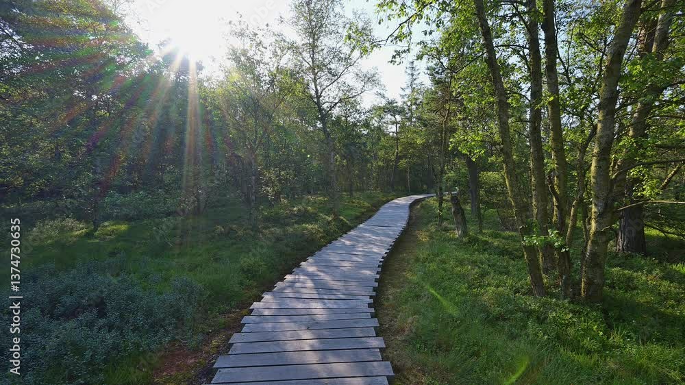 Holzsteg, Moor, Baum, Himmel, Sonne, Sommer, Schwarzes Moor, Fladungen, Rhön, Hessen, Deutschland, Europa Holzsteg, Moor, Baum, Himmel, Sonne, Sommer, Schwarzes Moor, Fladungen, Rhön, Hessen, Deutschland, Europa