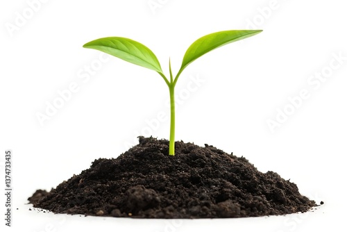 Wallpaper Mural A tiny sprout emerges from rich earth, symbolizing new life, growth, and the promise of a bright future against a clean white background. Torontodigital.ca