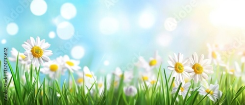 Daisies Blooming in a Grassy Field with Bokeh Lights Background