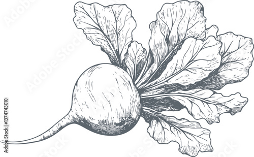 Hand drawn radish with leaves in black