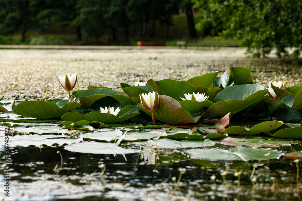 Φωτογραφία Water lilies( Nymphaea) is a genus of hardy and tender aquatic plants in the family Nymphaeaceae