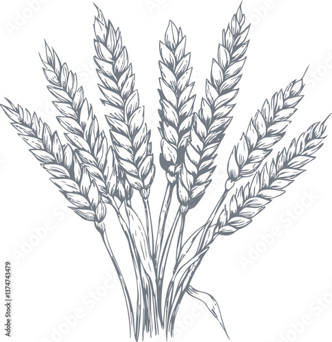Hand-drawn wheat illustration with detailed stalks
