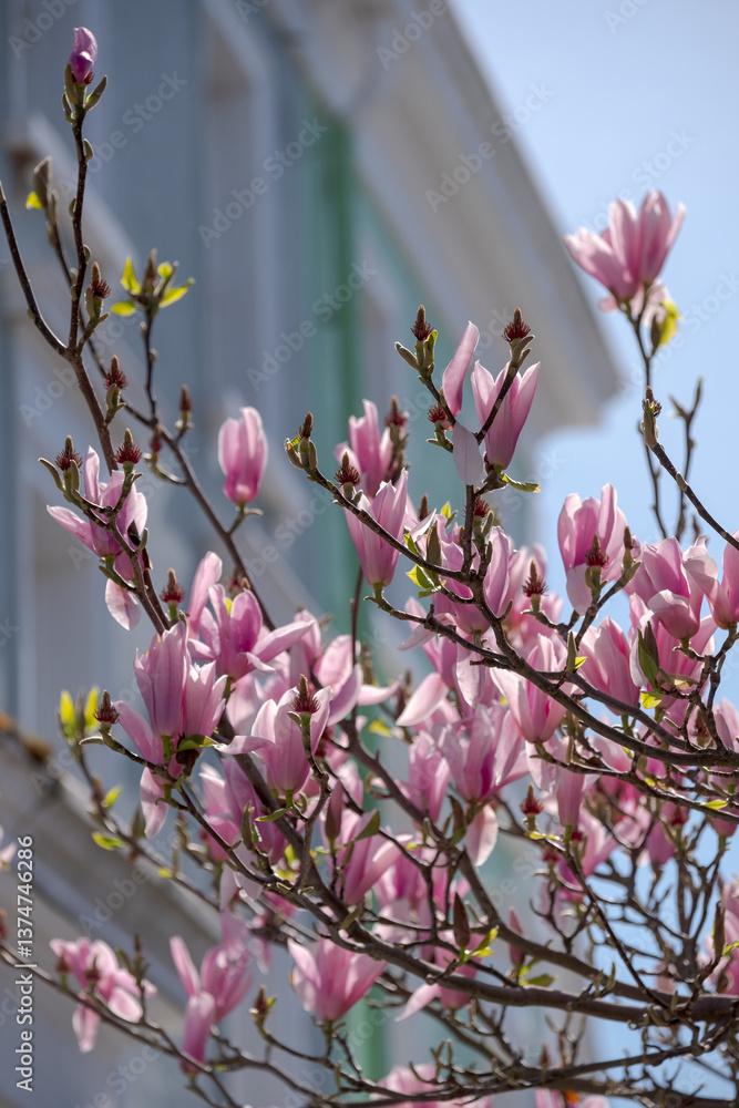 Φωτογραφία Magnolia tree with fresh pink magnolia flowers, pastel colour painted townhouses in the background