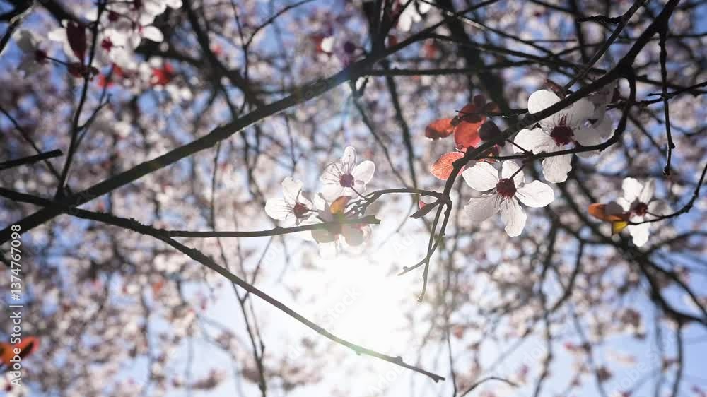 Branches with cherry plum flowers illuminated by sunlight against the blue sky on a spring day. Selective focus. Slow motion HD video footage Branches with cherry plum flowers illuminated by sunlight against the blue sky on a spring day. Selective focus. Slow motion HD video footage