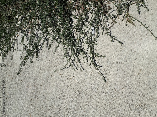 Polygonum arenastrum growing on concrete ground. Equal-leaved knotweed, common knotweed, prostrate knotweed, mat grass, oval-leaf knotweed, stone grass, wiregrass, and door weed, as well.