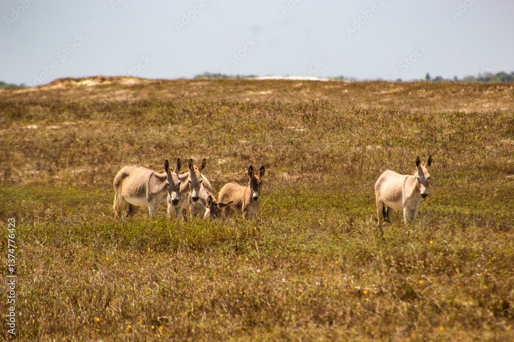 Obraz premium sno Burro Jegue Equidae Paisagens Vegetação Animais-Silvestres Ceará Parque-Nacional-De-Jericoacoara Natureza Dunas Restinga Fauna Flora Biodiversidade Ecossistema Répteis Cactos Caatinga Conservação