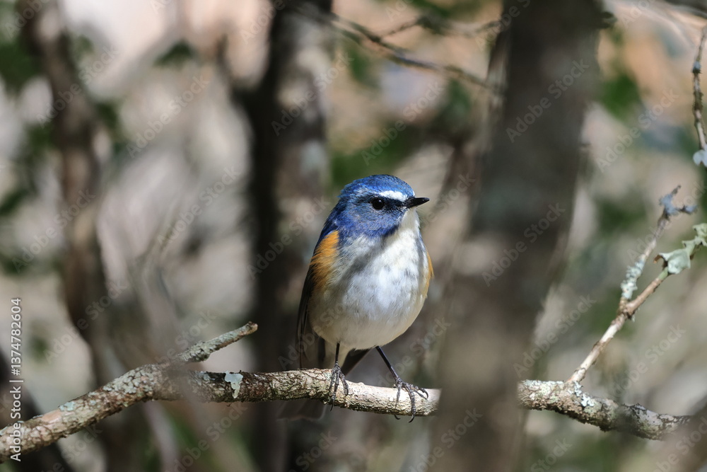 Red-flanked Bluetail taking a break on the migration to the high mountains of the breeding ground Red-flanked Bluetail taking a break on the migration to the high mountains of the breeding ground