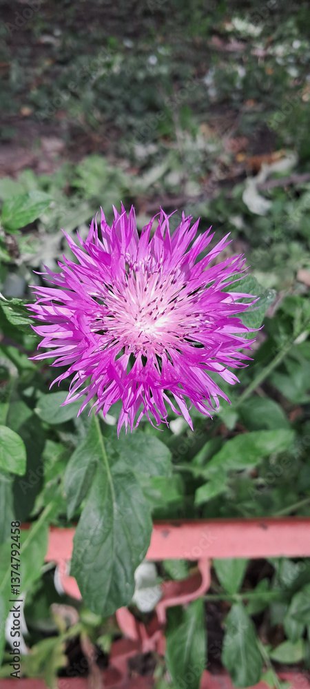 Obraz premium Close-Up of Blooming Cornflower in Green Foliage