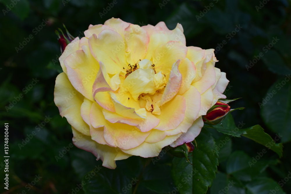 A vibrant yellow rose with soft pink edges in full bloom, surrounded by dark green foliage. Striking Contrast of Bloom and Foliage A vibrant yellow rose with soft pink edges in full bloom, surrounded by dark green foliage. Striking Contrast of Bloom and Foliage