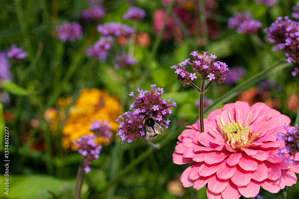 A stunning display of Argentinian vervain (Verbena bonariensis) and Zinnia elegans (also known as youth-and-age, common zinnia, or elegant zinnia) blooming in a flower garden during the summer. A stunning display of Argentinian vervain (Verbena bonariensis) and Zinnia elegans (also known as youth-and-age, common zinnia, or elegant zinnia) blooming in a flower garden during the summer.