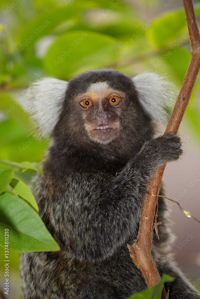 Naklejka premium Sagui monkey